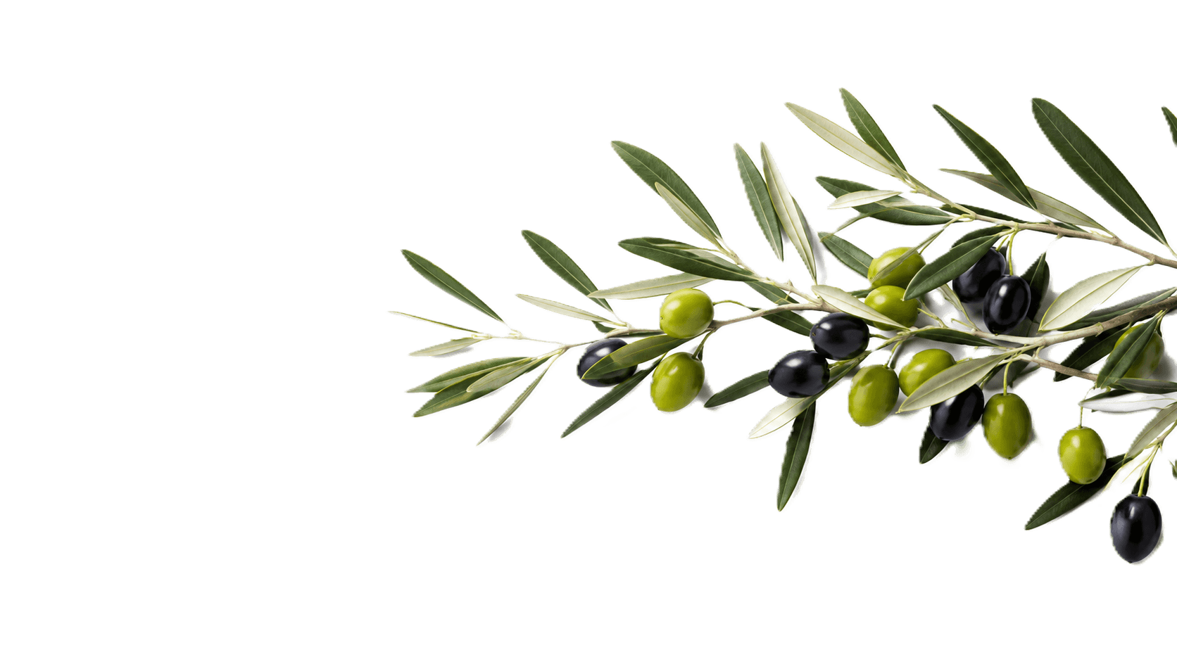 Zeytin Dalı